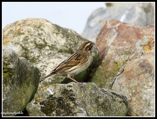 Bruant des roseaux